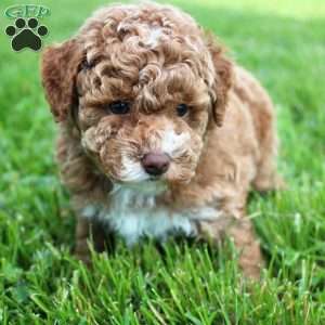 Archie, Miniature Poodle Puppy
